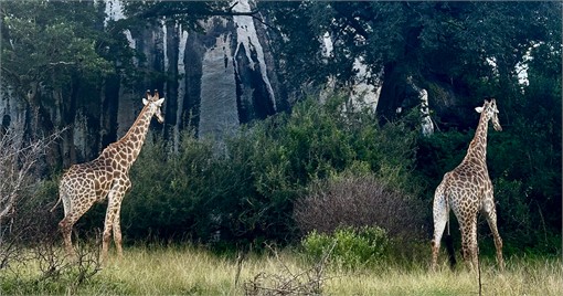 Wo die Wildnis lebt: S&uuml;dafrikas Tierwelt.