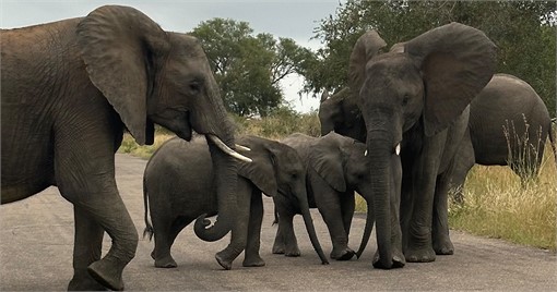 Von L&ouml;wen, Zebras und Elefanten &ndash; Safari-Feeling pur.